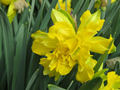 Wild Double Daffodil, Van Sion - Pac 